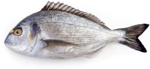 <p>Fish: </p><p>Sea Bream</p>