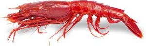 <p>Shellfish:</p><p>Red prawn from Palamós</p>